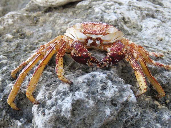 Морской краб