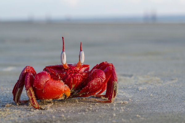 Grapsus Grapsus