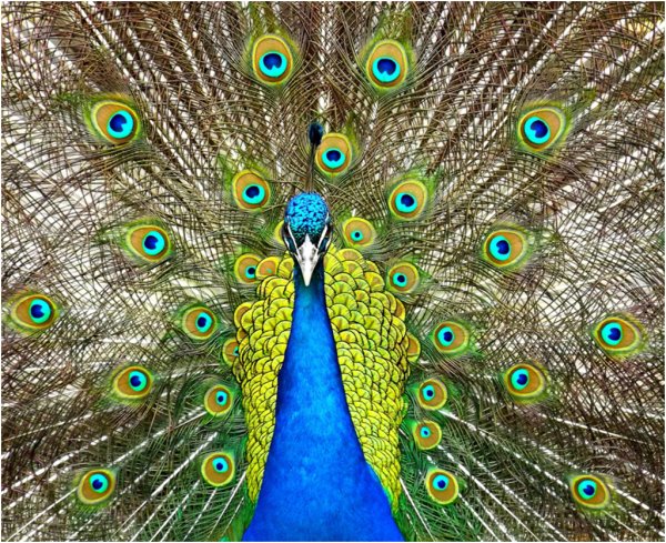 Индокитайский Павлин