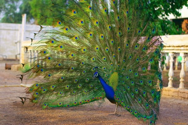 Пурпурно. Черноплечий Павлин