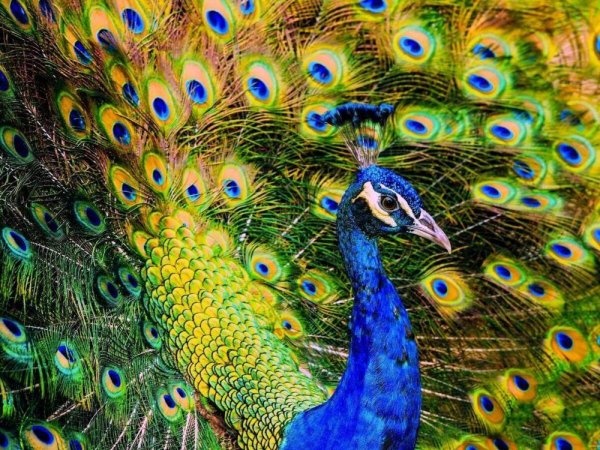 Павлин Мавлин птица