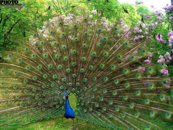 Кэйа Павлин