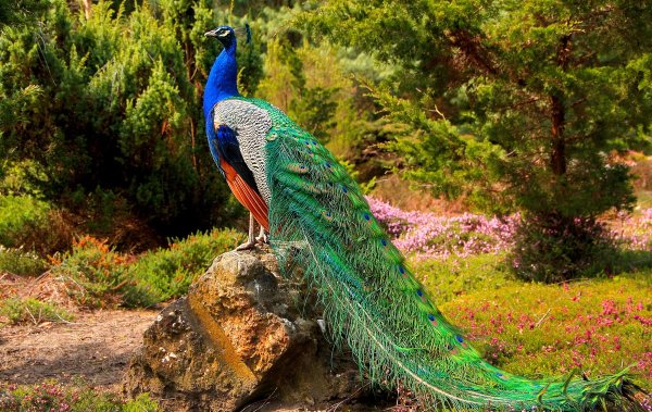 Императорский Павлин