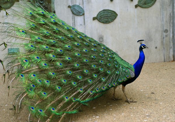 Павлин (Pavo cristatus)