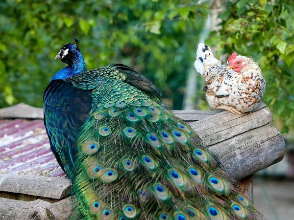 Черноплечий Павлин