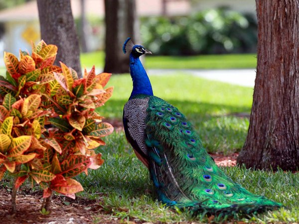 Индийский Павлин