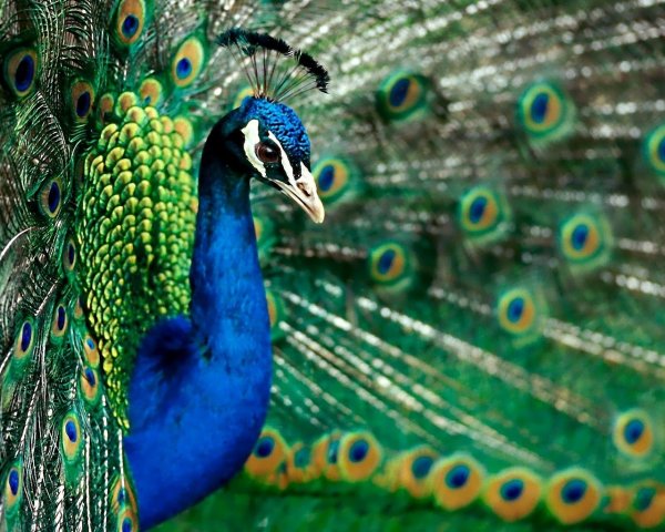 Птица Павлин