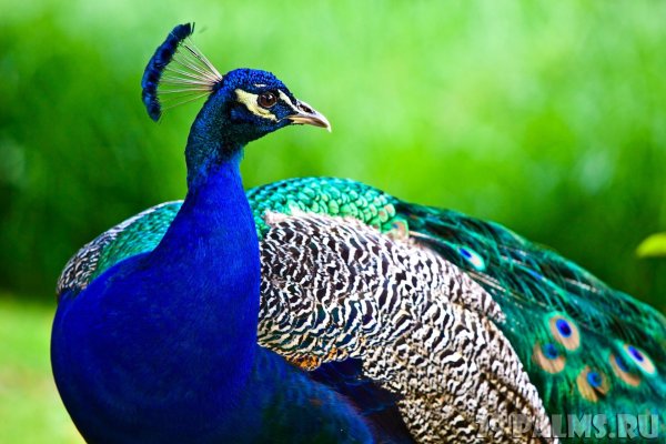 Роскошные птицы