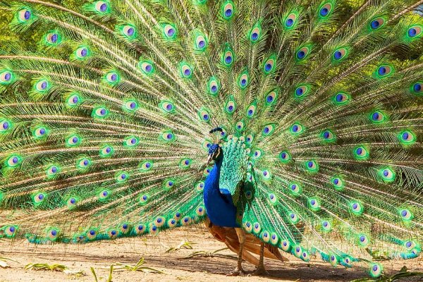 Павлиний цвет