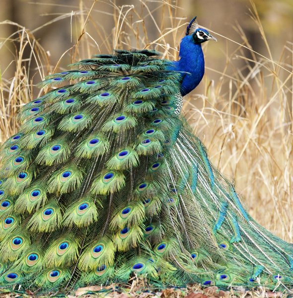 Пурпурно. Черноплечий Павлин