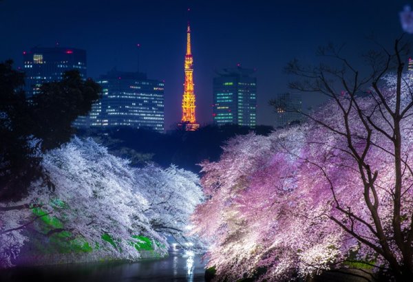 Токио Сакура