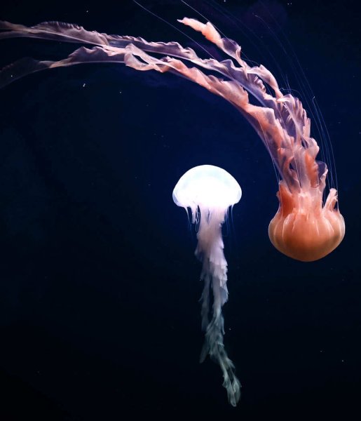 Медуза плавает