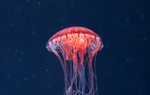 Пищеварительная система сцифоидных медуз