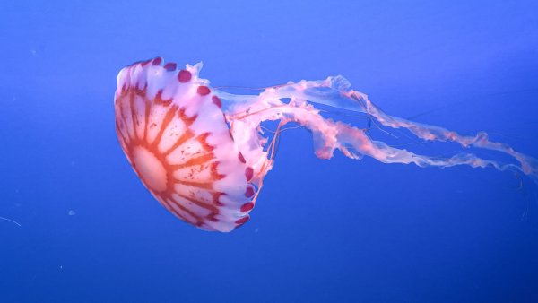 Сцифоидные медузы