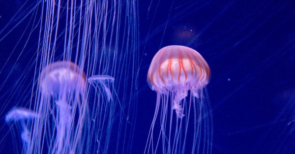 Картинки медуза (42 фото)