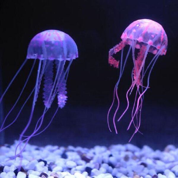 Джелли Фиш медуза