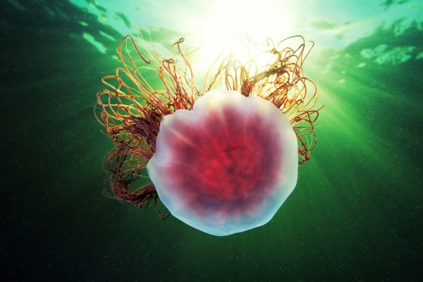 Медуза вид сверху