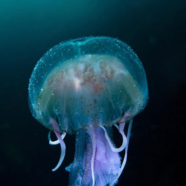 Танганьика медуза