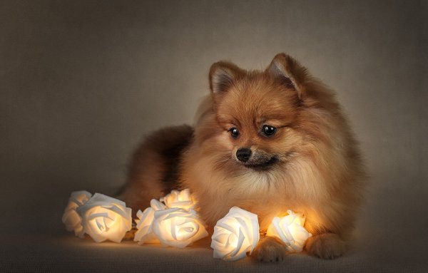 Новогодний Йоркширский терьер