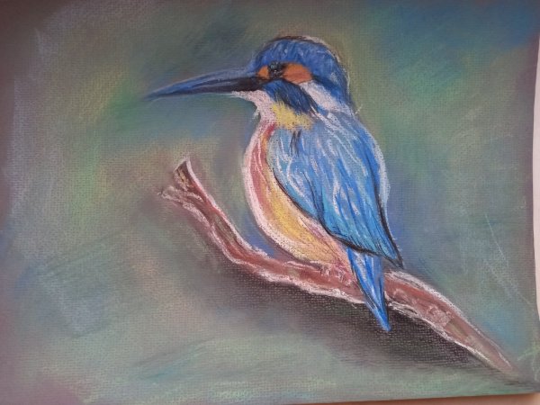 Зимородок сухой пастелью