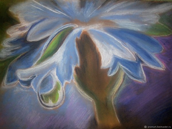 Васильки пастелью сухой