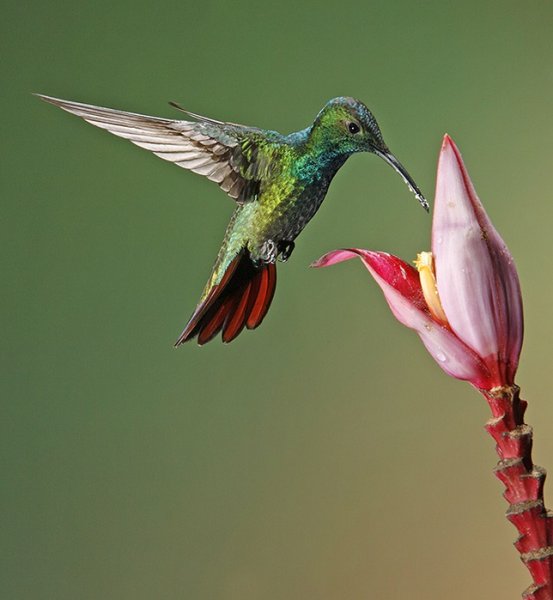 Колибри trochilidae