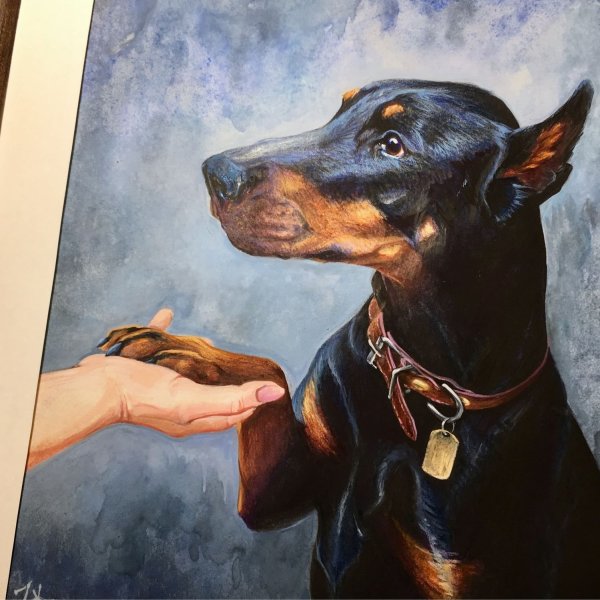 Доберман портрет