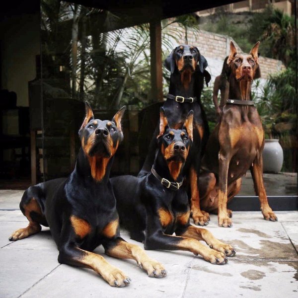 Бултрейд Доберман