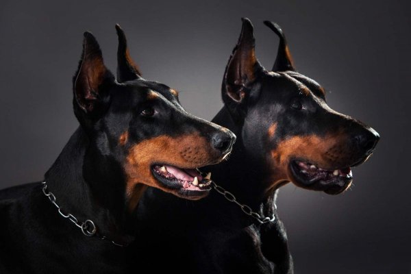 Доберман Европейский