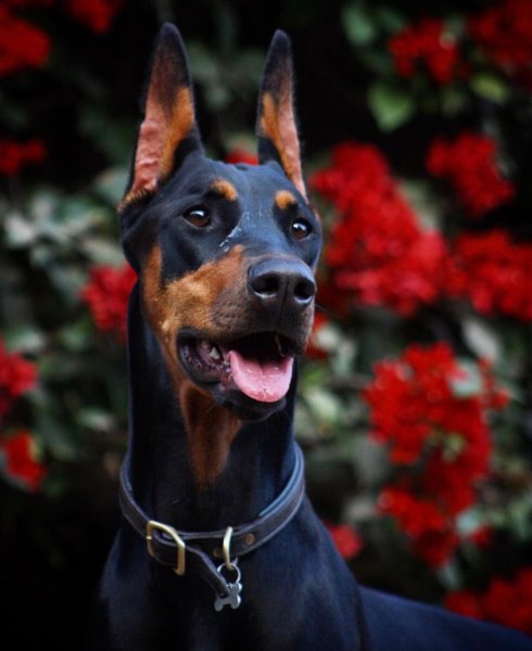 Собака Доберман