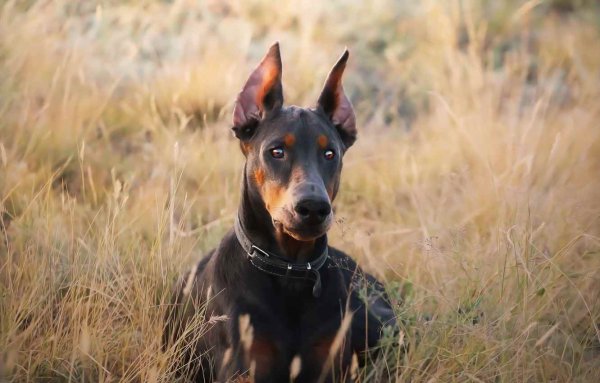 Галлийский Доберман