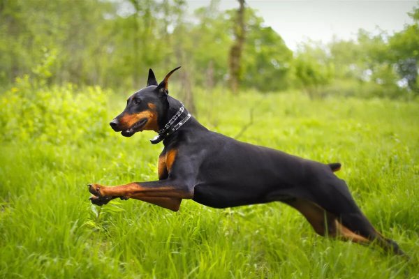 Порода собак Доберман-пинчер