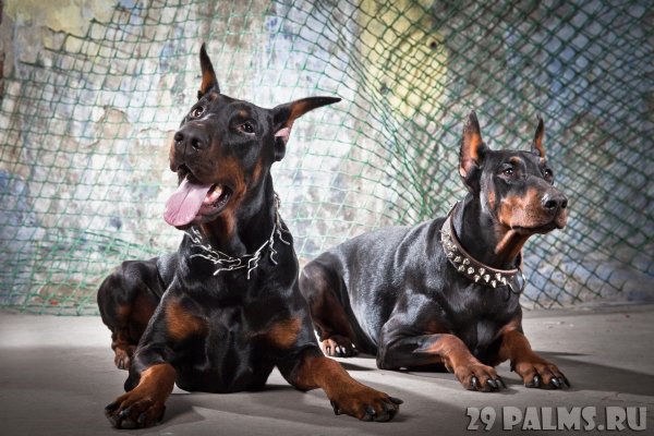 Доберман бойцовская
