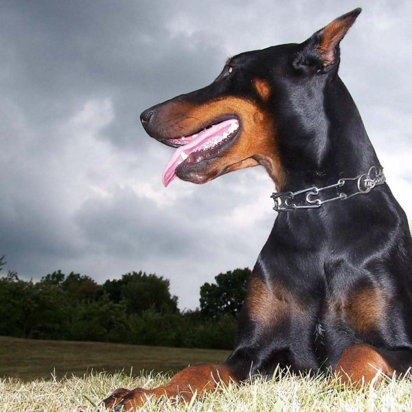 Доберман Грозный