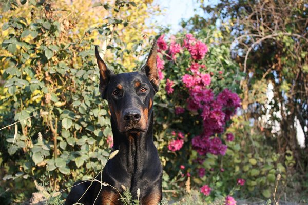 Доберман Шелби