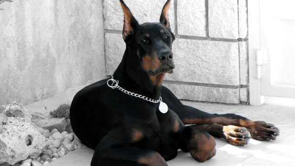 Доберман черный