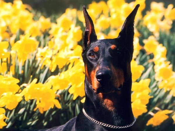 Доберман в лаванде