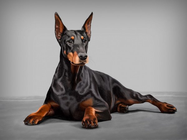 Собака Доберман
