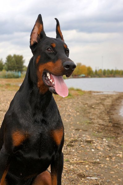 Доберман Бриг