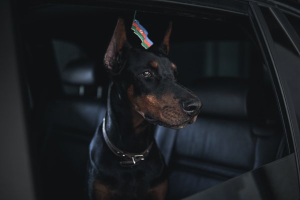 Доберман щенок Эстетика