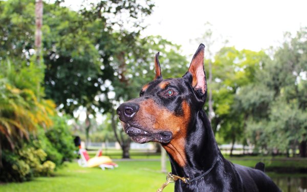 Собака Доберман
