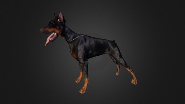 Доберман обои