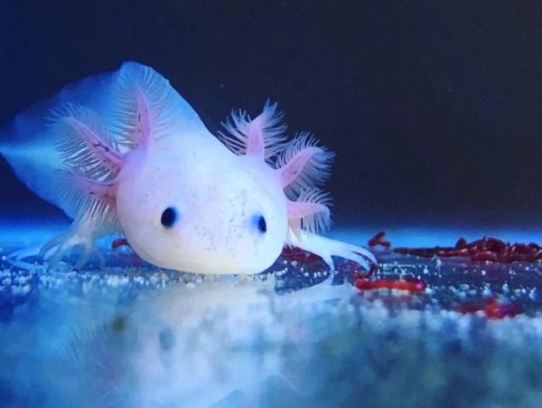 Морской дракон аксолотль