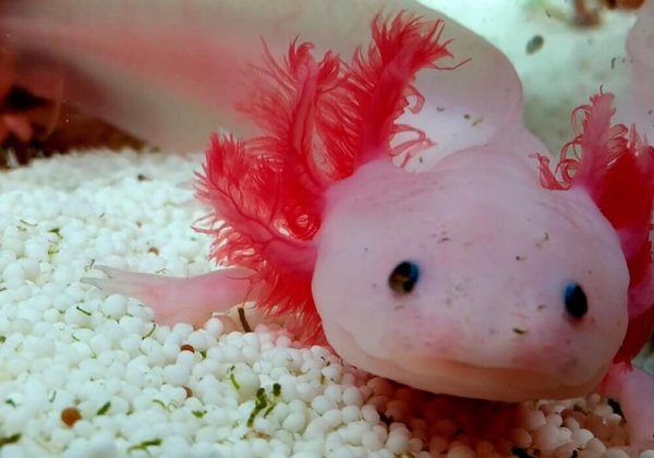 Земноводное аксолотль