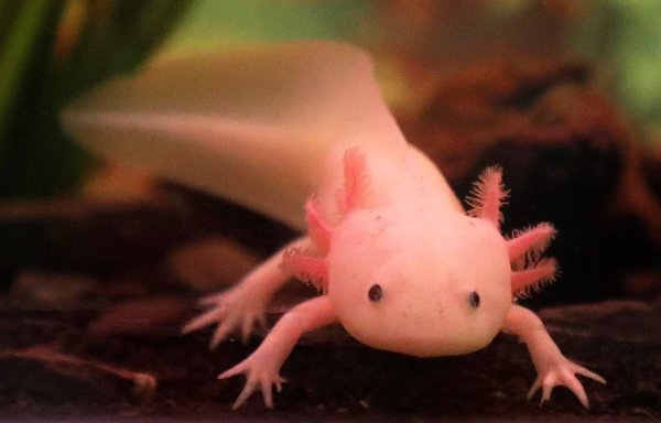 Аксолотль фиолетовый