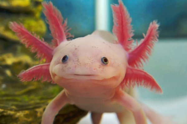Аксолотль мексиканской амбистомы