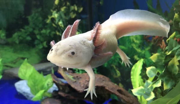 Аксолотль улыбается