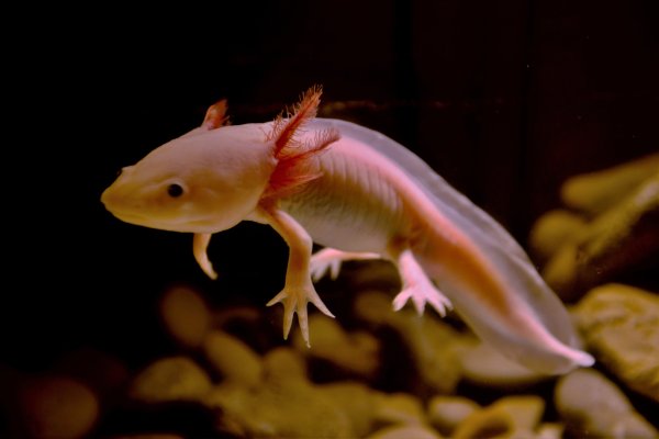 Мексиканский аксолотль розовый