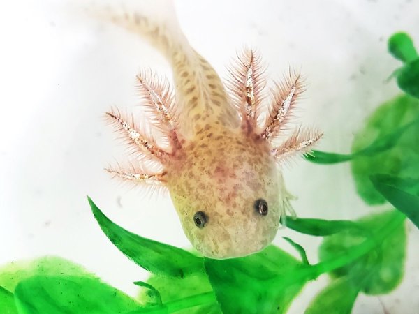 Аксолотль фиолетовый