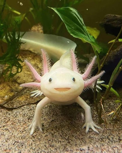 Земноводное аксолотль